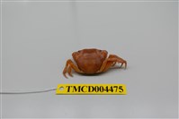 藏品(絨毛近方蟹)的圖片